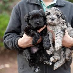 Bergamasco Sheepdog Puppies from Alp Angel Bergamascos