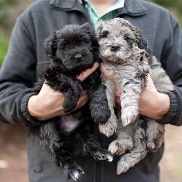 Bergamasco Sheepdog Puppies from Alp Angel Bergamascos