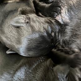 Boy 2 - Black male Giant Schnauzer puppy in Bois D’arc, Missouri from Down Low Kennels