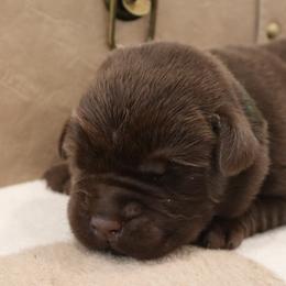 Splash - Chocolate male Labrador Retriever puppy in Camden, Indiana from Camden's Caring Canines