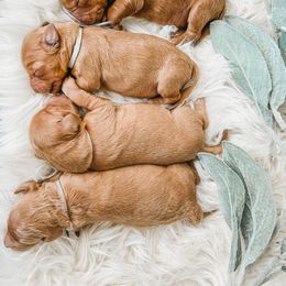 Goldendoodle Puppies from Doodle Love ❤️ Goldendoodle puppies