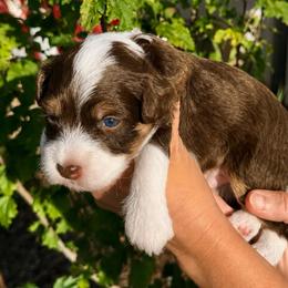 Oakley - Red phantom male Aussiedoodle puppy in Rock Hill, South Carolina from LolliPop Farms