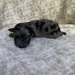 Girl 4 - Aussiedoodle puppy in Paint Rock, Alabama from Kotah’s Kennels