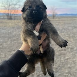 Eevee - Sable female German Shepherd puppy in Beryl, Utah from Von Den Mächtigen Kennels