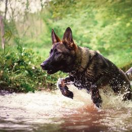 German Shepherd Puppies from Sonnenhügel Shepherds