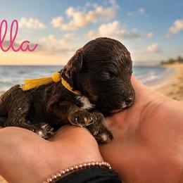 Villa - Phantom male Goldendoodle puppy in Middletown, Ohio from Lady Doodle Farm
