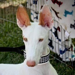 G - Ibizan Hound
