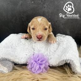 Rogue - White female Companion Cross puppy in Utah County, Utah from Big Hearted Breeders