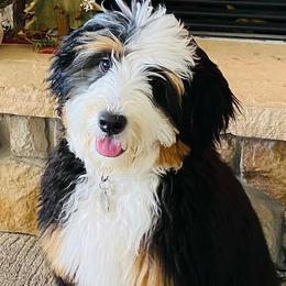 Bernedoodles and Goldendoodles from Mtn Green Doodles