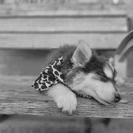 Pomsky Puppies from VooDoux Farms