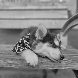 Pomsky Puppies from VooDoux Farms