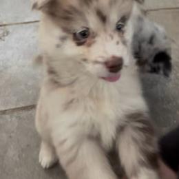 Jane - Merle female Pomsky puppy in Spring Hill, Florida from PDQ Pomskies