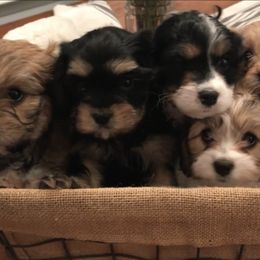 Cavapoos from Cavapoo Cuties