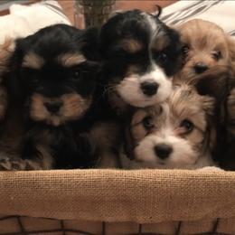 Cavapoos from Cavapoo Cuties