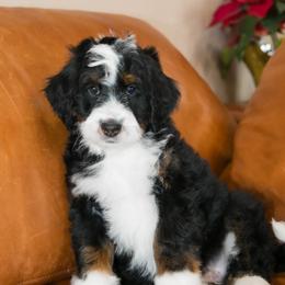 Rocky - male Australian Mountain Doodle puppy in Lafayette, Missouri from Brick House Farm Doodles