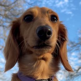 Dachshunds from Darci Wade