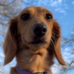 Dachshunds from Darci Wade