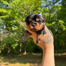 Sally - Black and tan female Yorkshire Terrier puppy in Georgia from Nalley Kennels