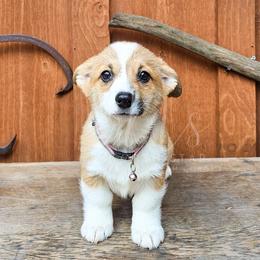Miss Hannah - Red female Pembroke Welsh Corgi puppy in Fortine, Montana from North Star Pembroke Welsh Corgi's