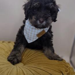 Hoppy - Phantom male Goldendoodle puppy in Decatur, Tennessee from Diamond's Doodles