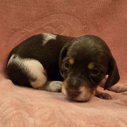 Chocolate and tan piebald smooth girl - Piebald female Dachshund puppy in Lyle, Washington from Wines Wienery