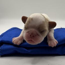 Enchanting Charlies Perfect Fit - Red and white female English Toy Spaniel puppy in Pennsylvania from Enchanting Charlies