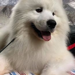 Samoyeds from White Sapphire Samoyeds