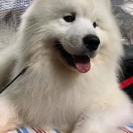 Samoyeds from White Sapphire Samoyeds