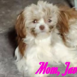 Java Joy - Mi-Ki