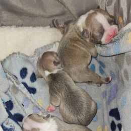 Boston Terrier Puppies from Tellier's AKC Boston Terriers Missouri