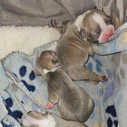 Boston Terrier Puppies from Tellier's AKC Boston Terriers Missouri