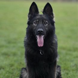 Dory - German Shepherd