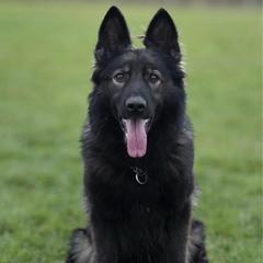 Dory - German Shepherd