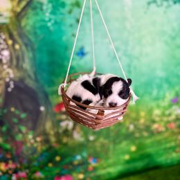 Nori - Piebald female Dachshund puppy in Westport, Kentucky from Lonestar Creek Farm
