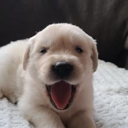 Golden Retriever Puppies from Southern Golden Retrievers