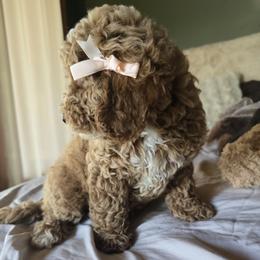 Bernedoodle and Goldendoodle Puppies from 4goldendoodles