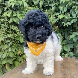 Bashful (Snow White and the Seven Dwarfs Litter) - Black & white male Maltipoo puppy in St. George, Utah from Winchester Hills Poodles and Doodles