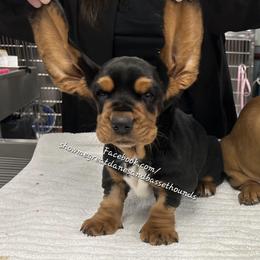 Blue collar - Black tan and white male Basset Hound puppy in Alton, Illinois from Show Me Great Danes and Basset Hounds