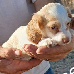Sarah - Cream female Dachshund puppy in Hollis, Oklahoma from Write Breed Doxies