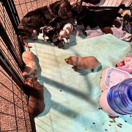 Dachshund Puppies from The Weenie Herd Mom