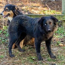 Dani - Australian Shepherd