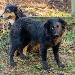 Dani - Australian Shepherd