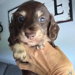 Petunia -purple- - Chocolate and cream female Dachshund puppy in Alva, Florida from Salty C's Dachshunds