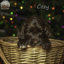 Brown Collar - Chocolate female Australian Labradoodle puppy in Cashmere, Washington from Mountain Home Doodles