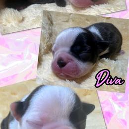Diva - Brindle and white female Boston Terrier puppy in Brazos Point, Texas from TX Southern Belle Bostons