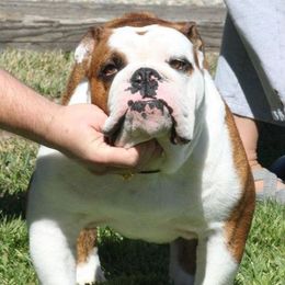Bulldogs from MC Bulls