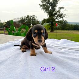 Girl 2 - Black and cream female Dachshund puppy in Stilwell, Oklahoma from Starr Springs Doxies