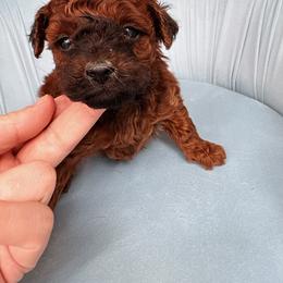Cooper - Red  male Poodle puppy in Plano, Texas from Dogs lovers