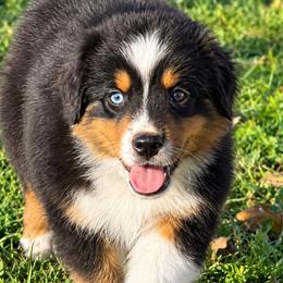 Goose - Black tri male Miniature American Shepherd puppy in Gonzales, Texas from 4 Corners Mini Aussies