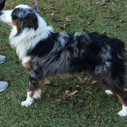 Australian Shepherds and Miniature Australian Shepherds from Ice Blue Aussies